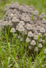 Stockschwämmchen