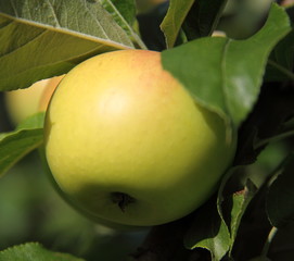 Pomme