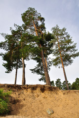 Сосны © papagoshi