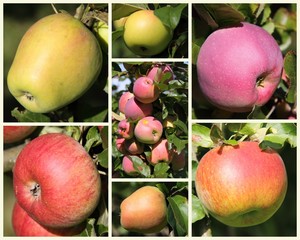 Variétés de Pommes