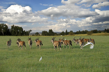 Antilopi nel parco MASAI MARA