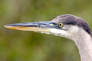 Heron Beak