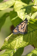 Monarch Butterfly