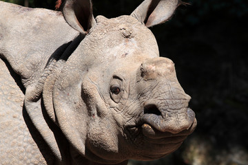 Obraz premium Rhinoceros