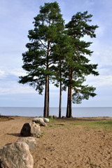 Сосны и камни © papagoshi