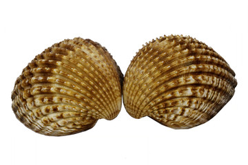 Warzige Herzmuschel, Acanthocardia tuberculata - Cockle, shell