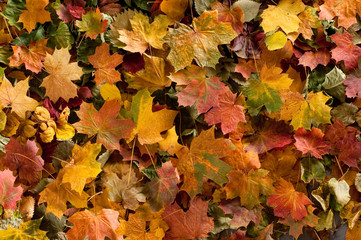 Naklejka na ściany i meble Background image of different fallen autumn leaves