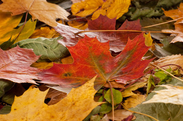 Collage of autumn leaves