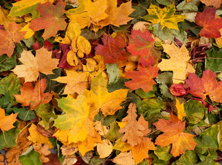 Collage of autumn leaves