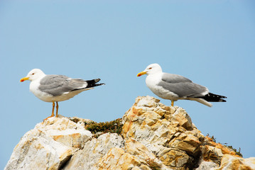 Seagulls, Asturias