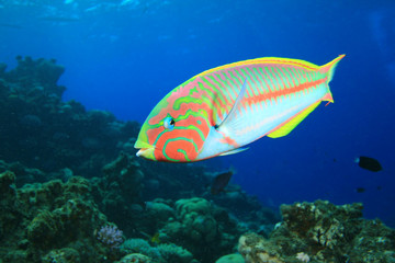 Fototapeta na wymiar Colorful Tropical Fish (Klunzinger's Wrasse)