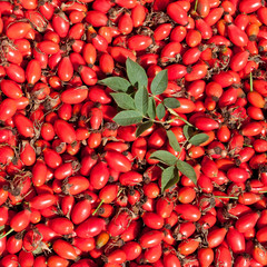 Hagebutten - Rosa canina