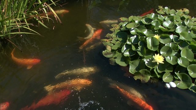 fish swimming by the lily pads