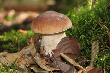 Leckerer Steinpilz
