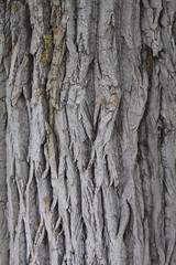 Obraz premium tekstura