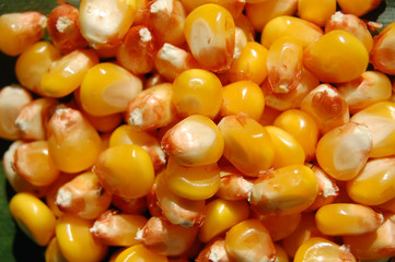 Grain of mais