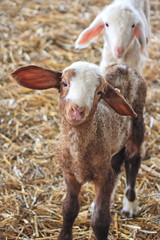 The farm. White sheep