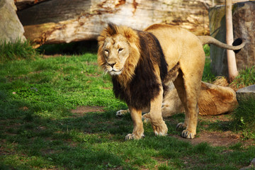 lion