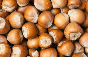 hazelnut