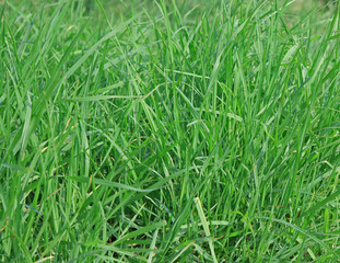 Green grass