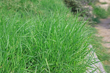 Green grass