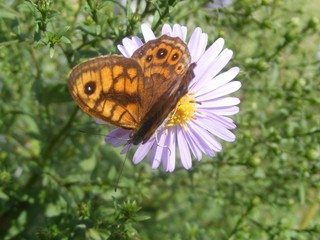 butterfly on flower