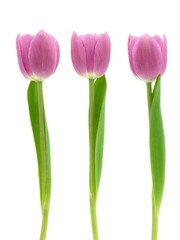 Pink Tulips