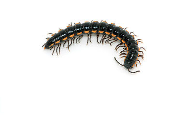 prospirobolus