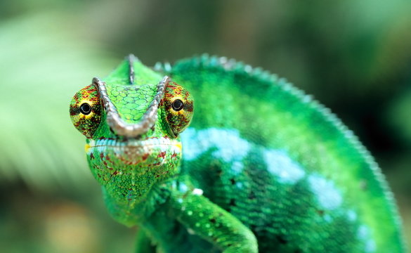 Cam&eacute;l&eacute;on m&acirc;le dit "Endormi".