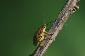 stinkbug
