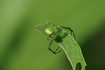 crab spider