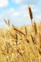 Fototapeta premium Wheaten field and the sky