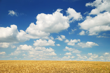 Wheaten field and the sky