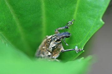 weevil
