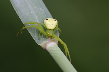 crab spider