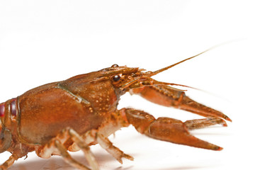 écrevisse