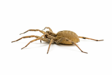 spider