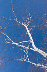 Birch against the dark blue sky