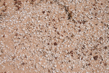 leere schneckenh&auml;user