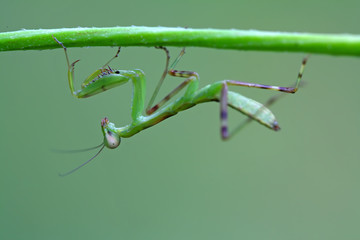 mantis