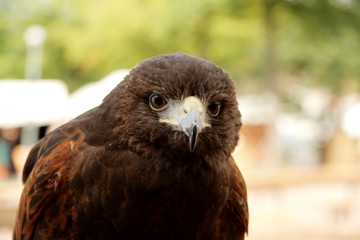 Jagdvogel
