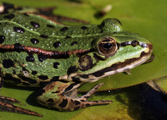 Teichfrosch_08