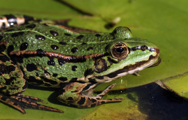 Teichfrosch_07