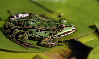 Teichfrosch_06
