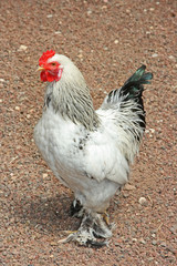 The cock