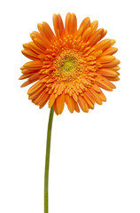 flower nature garden botany daisy bloom