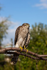 pern on branch