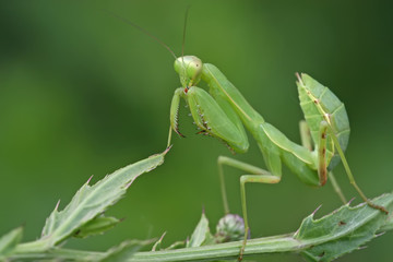 mantis
