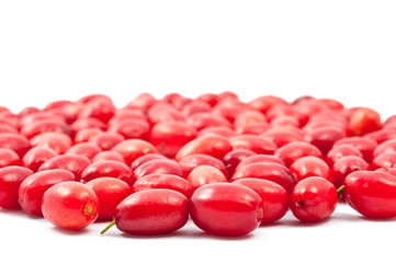 Red cornel