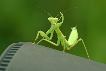 mantis